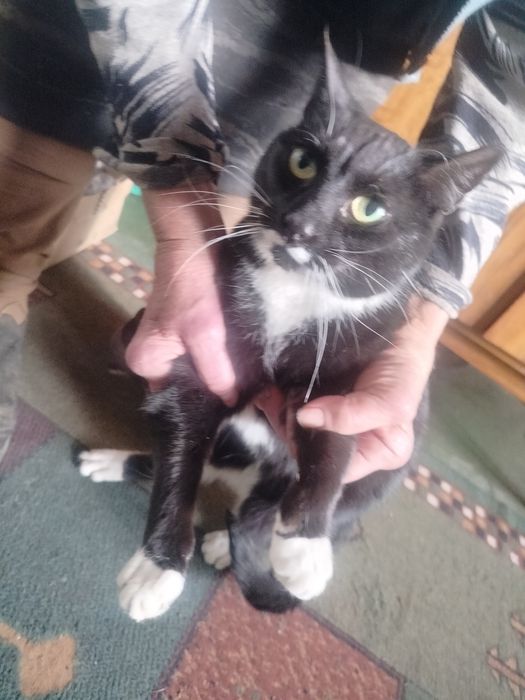 Do oddania dorosła kotka