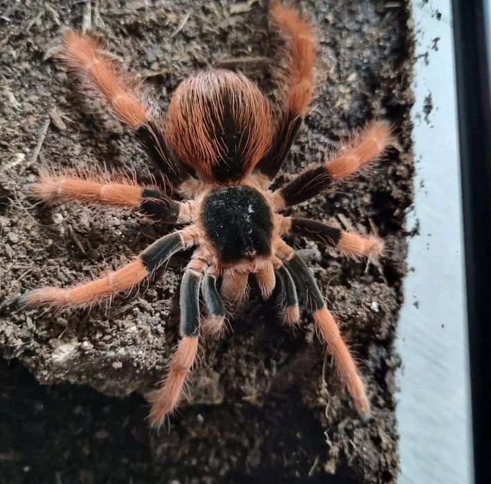 Pająk ptasznik Megaphobema robustum L2