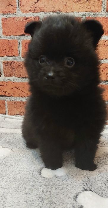 Pomeranian szpic miniaturowy