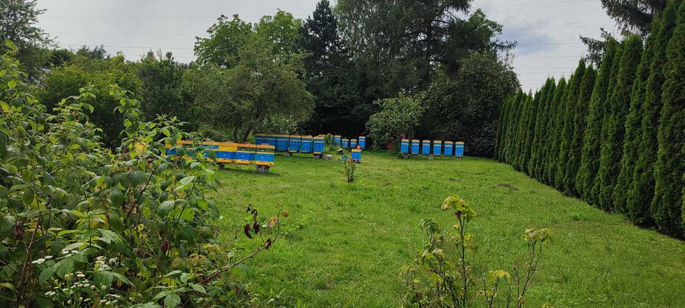 MIODY Naturalne―Pasieka PRADAWNA®1957―Miód LEŚNY borówka-malina-jeżyna