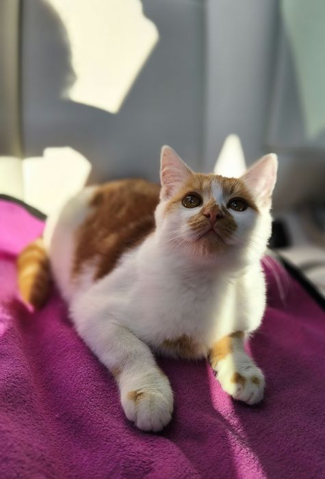 Котик, кошеня, хлопчик