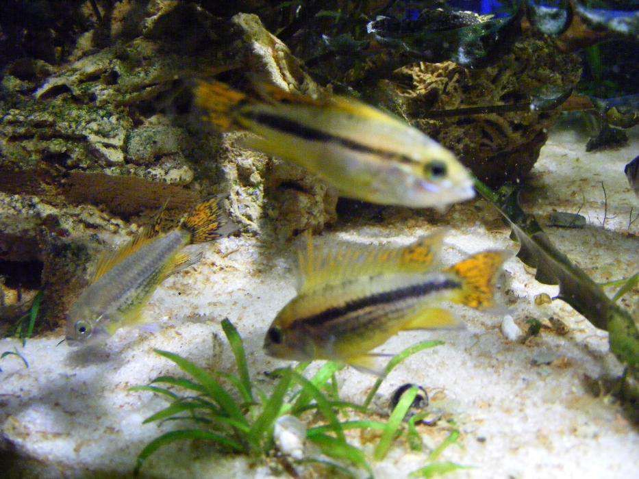 GB Pielęgniczka, Pielęgnica Kakadu