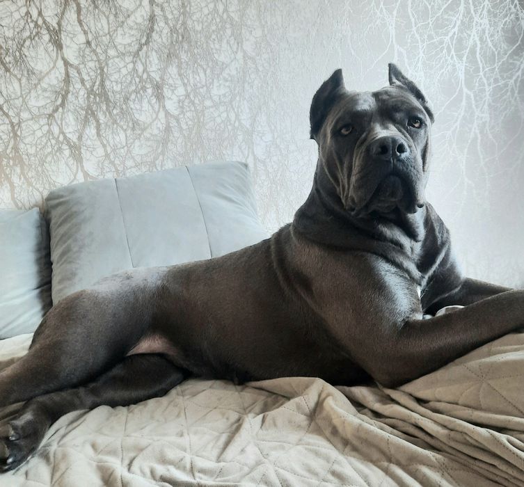 Cane Corso italiano sunia błękitna