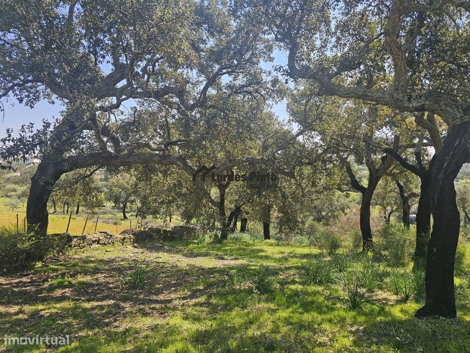 Quinta muito perto de Castelo Branco com 11.200 m2