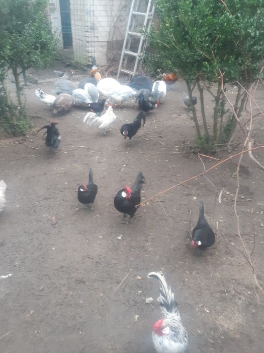 Bantamki-Karzełek Łapciaty- Karzełek Polski.