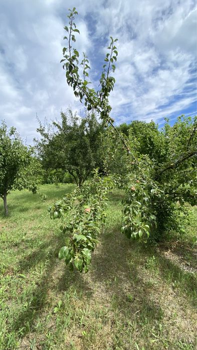 Мазанка + Ділянка 51сот. біля води, Обухів р-н. с. Красне Перше