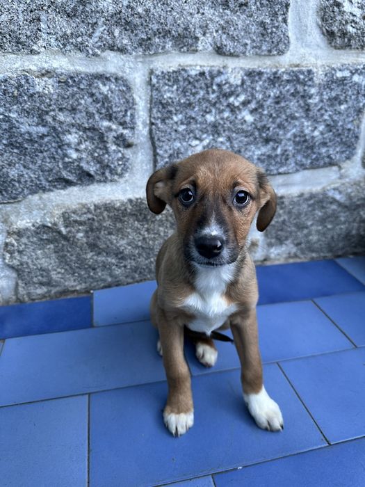 Cachorrinhos para Adoção
