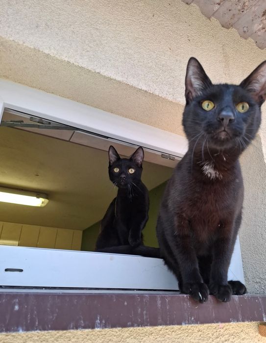 Bezdomne kotki czekają na domy