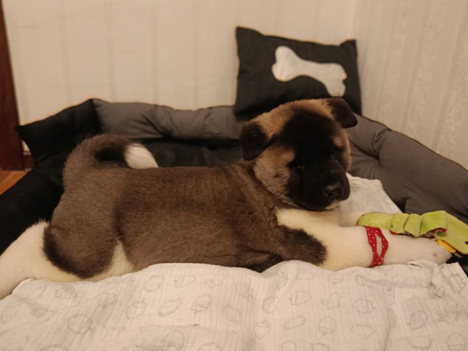 Акіти діти хлопчики і дівчатка