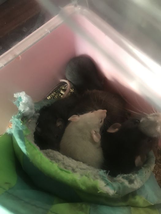 Продам ручних крисят