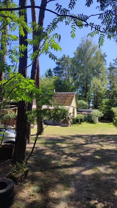 Oddam za darmo 4 duże kilkudziesięcioletnie Sosny