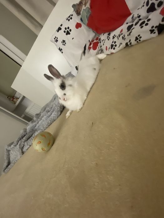 Sprzedam króliczka miniaturke