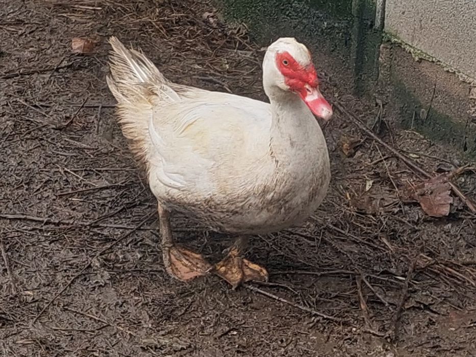 Patos mudos, nascidos em 2025