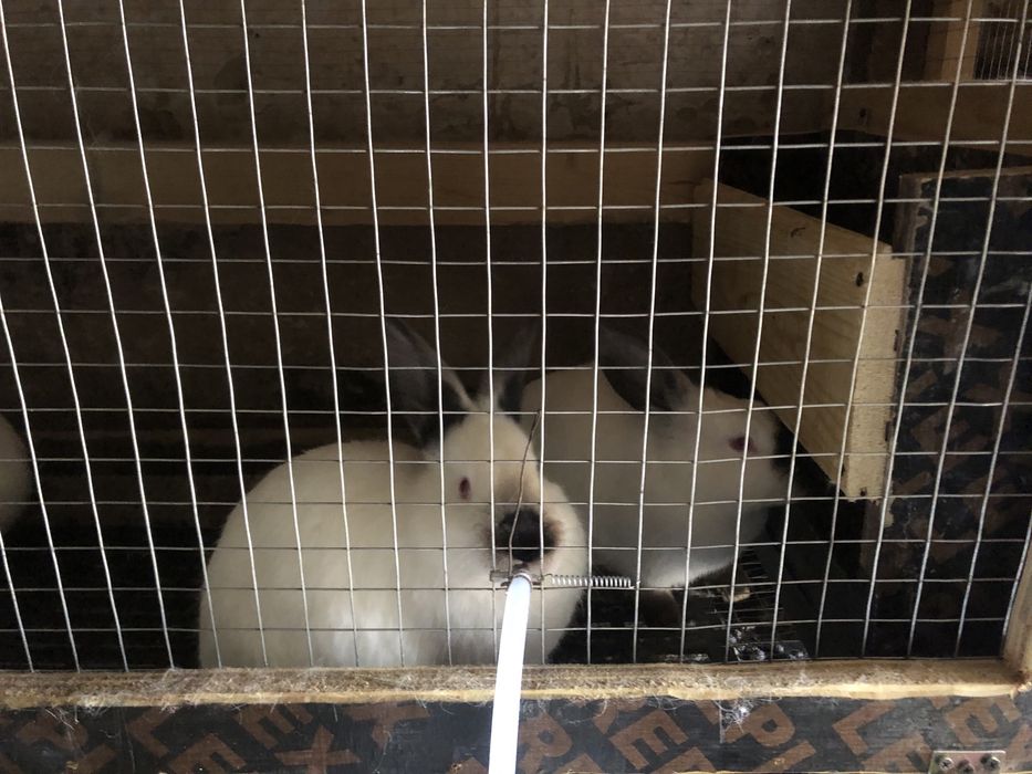 Кролі молодняк, самки самці, мʼясо кролів!