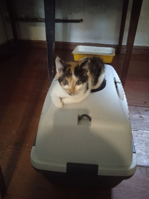 Віддам киці в добрі руки