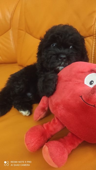 Shihpoo hybryda ras z certyfikatem