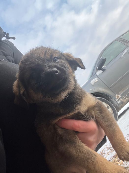 Pieski szukają dobrego domu