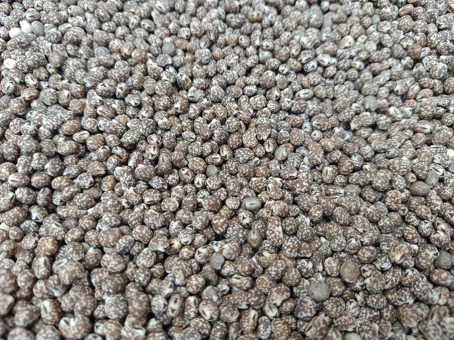 Łubin gorzki wąskolistny niebieskie