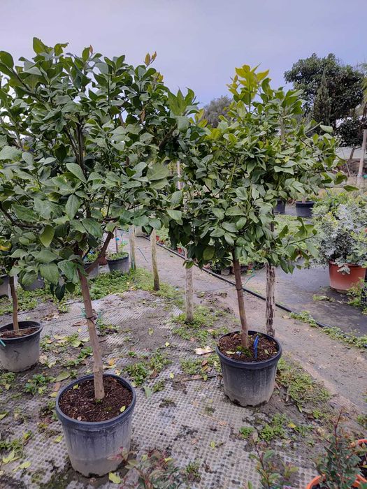Limoeiros (Citrus Limon)