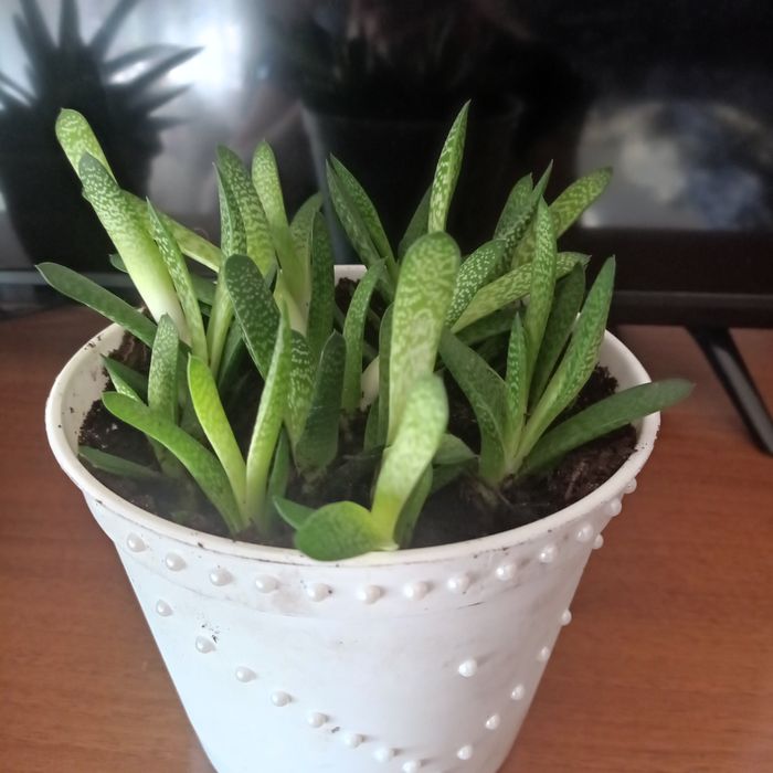 GASTERIA PILANSII kwiat doniczkowy
