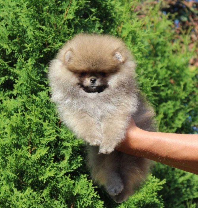 Spitz Alemão Anão e/ou Lulu da Pomerânia  FEMEA   com  LOP e AFIXO