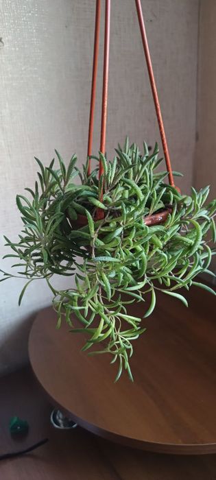 Хрестовник Оттона