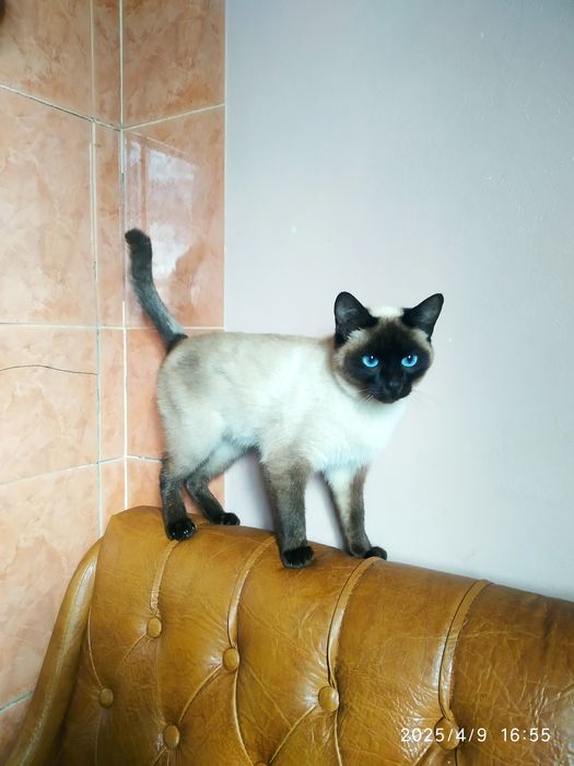 Котик  на в'язку