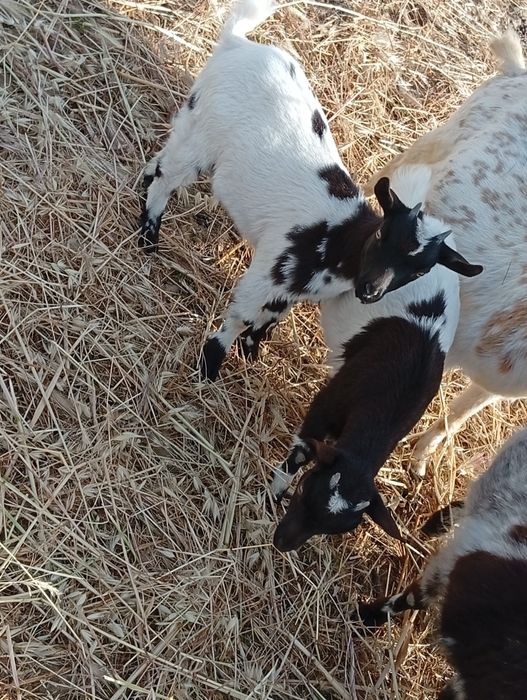 Cabras bebes anãs