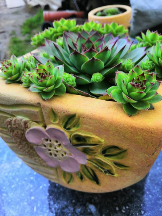 Кам'яна роза  молодило