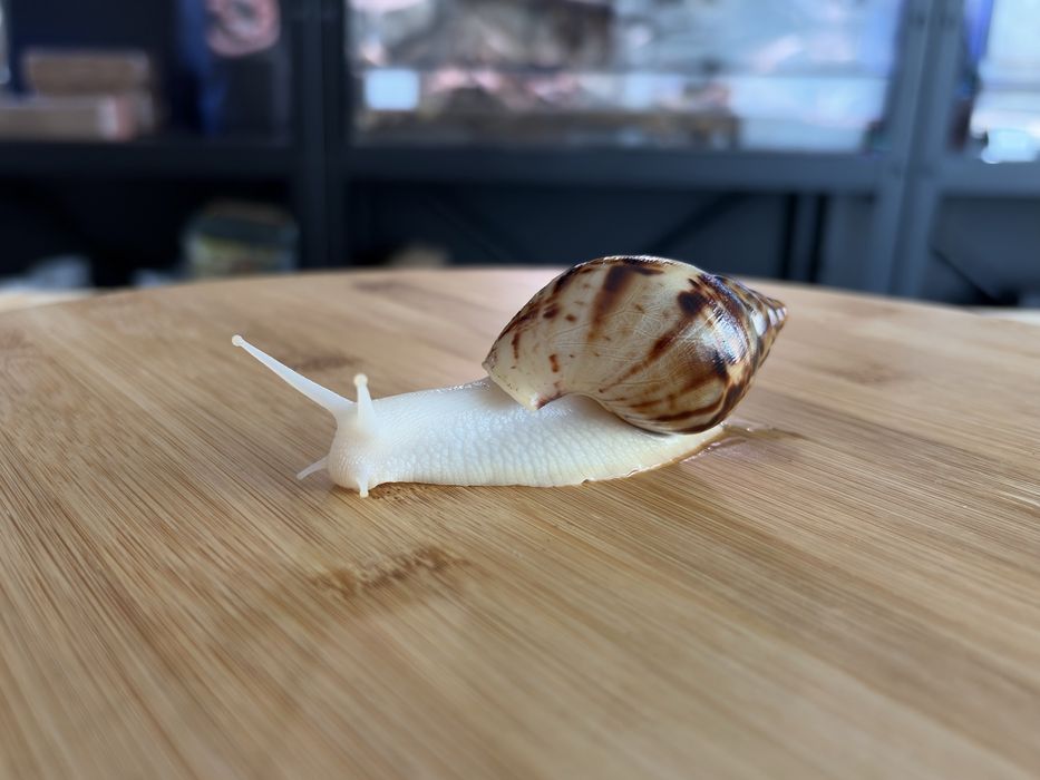 Ślimak afrykański Lissachatina reticulata albino