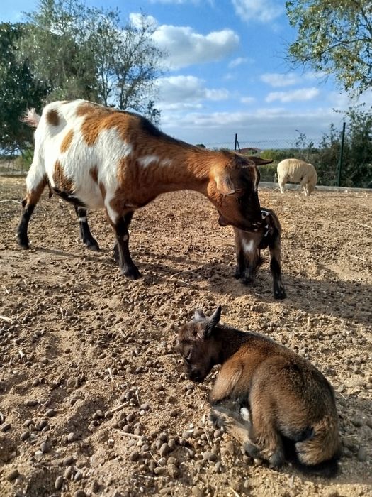 Adoráveis cabras anãs