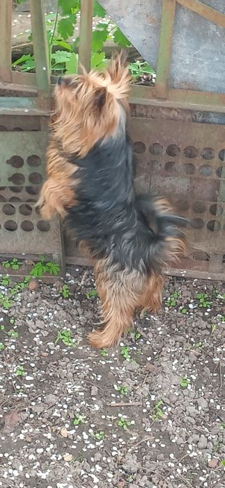 Загубився пес породи Йоркширський Тер'єр