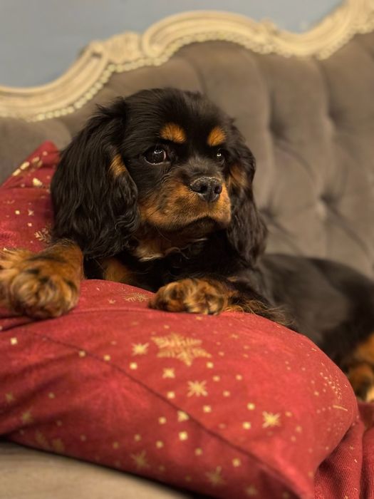 Cavalier King Charles spaniel piesek