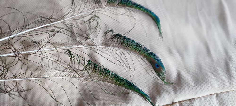 Продам пір'я Павліна в гарному стані