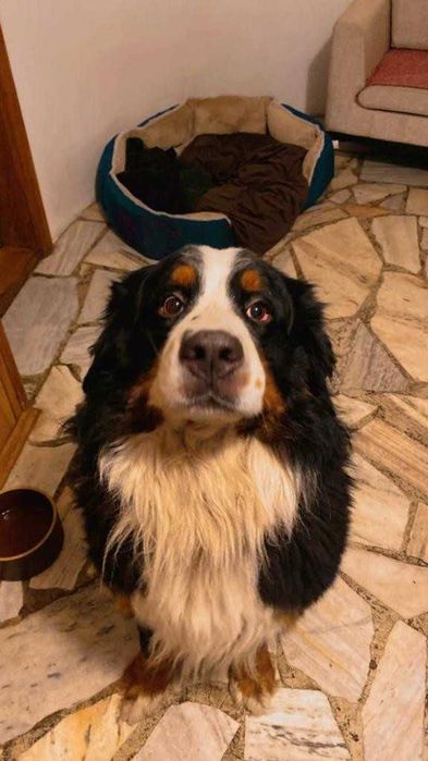 Domowy hotel dla psów, kotów i gryzoni, opieka nad psem - Świdnica