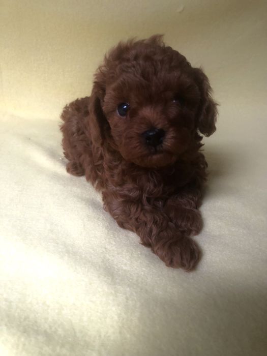 Pudel toy/teacup  xxs chinczyk.