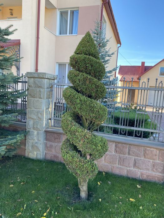 Туя смарагд спіраль