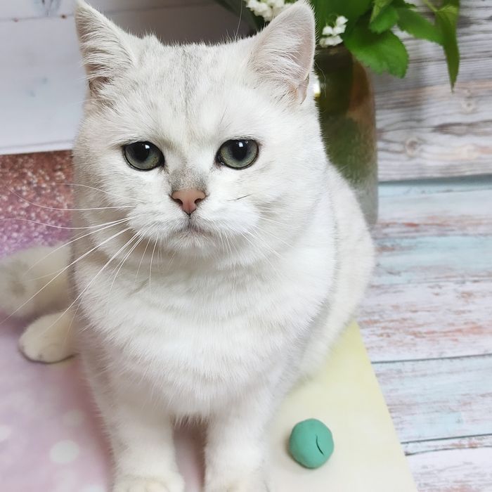 Продам очень красивую кошку