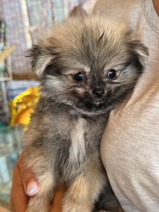 Spitz Alemão Anão MINI