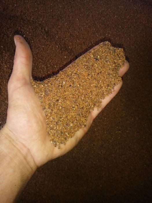 Facelia Błękitna, B. czysta ! Miododajna