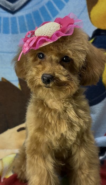 Той пуделек, девочка,приносящая ласку и любовь