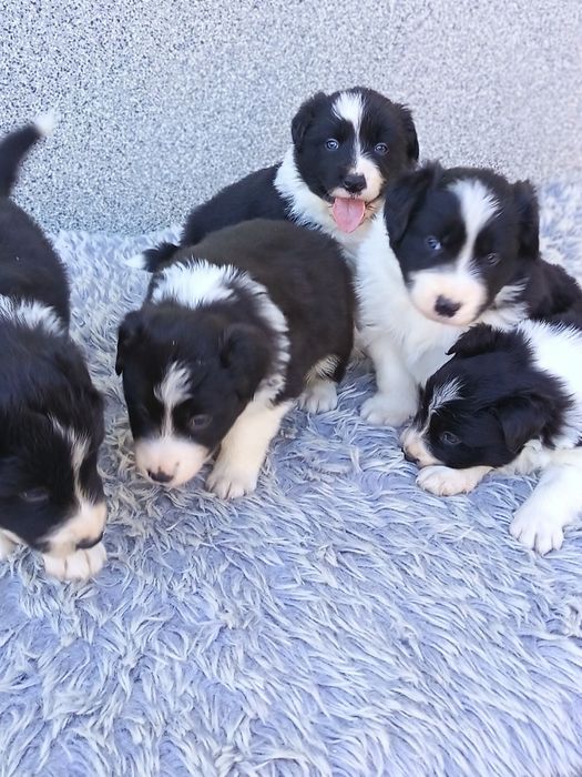 Border Collie czarno biała suczka