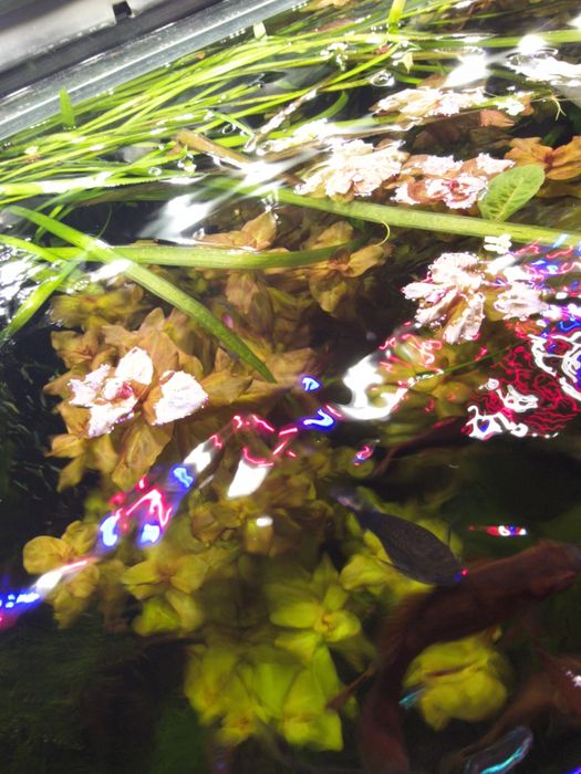 Roślina akwariowa Rotala Macrandra Wspaniała.