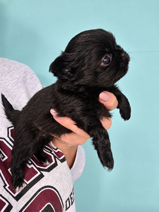 Chihuahua długowłosa dziewczynka czarna