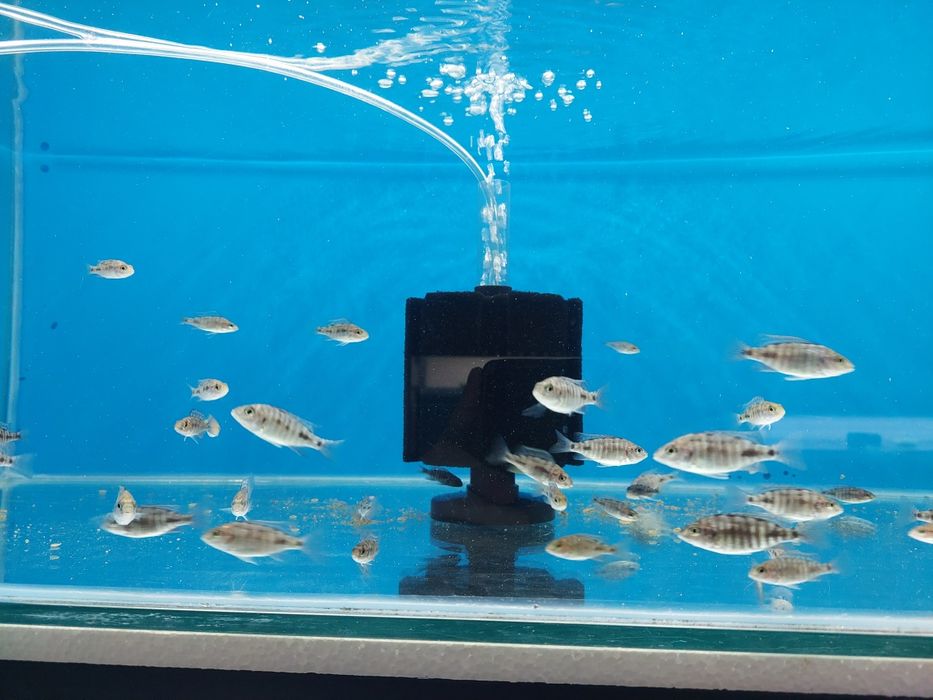 Aulonacary Red Empress