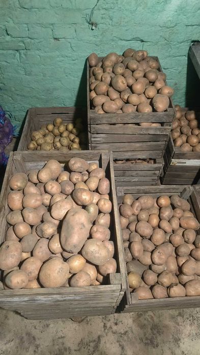 Велика картопля без хімії
