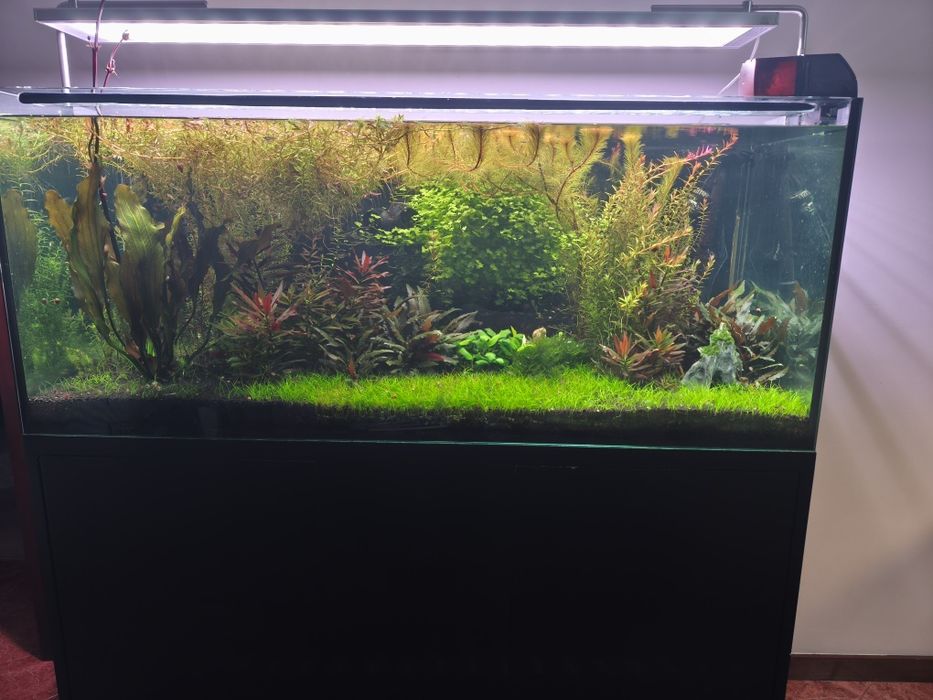 Vendo aquário plantado completo com filtro JBL 1502 sistema CO2 luminária week Aqua e móvel