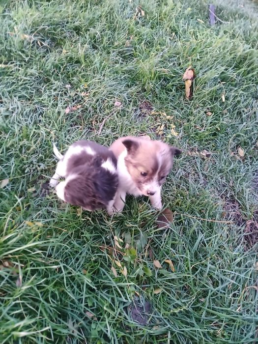 Подарую чотирьох щенят