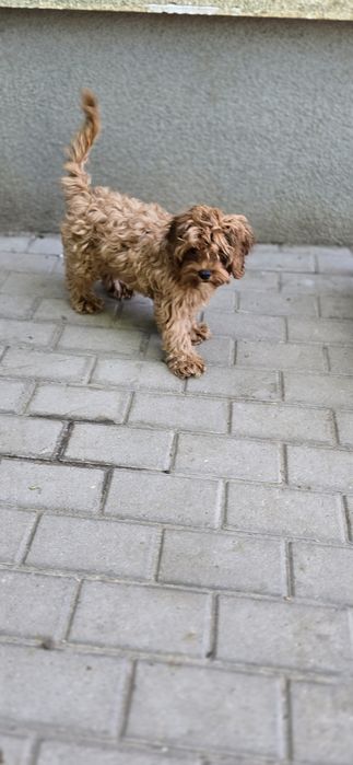 Cavapoo / chłopczyk