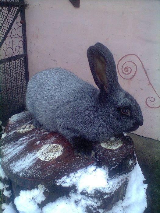 полтавське срібло